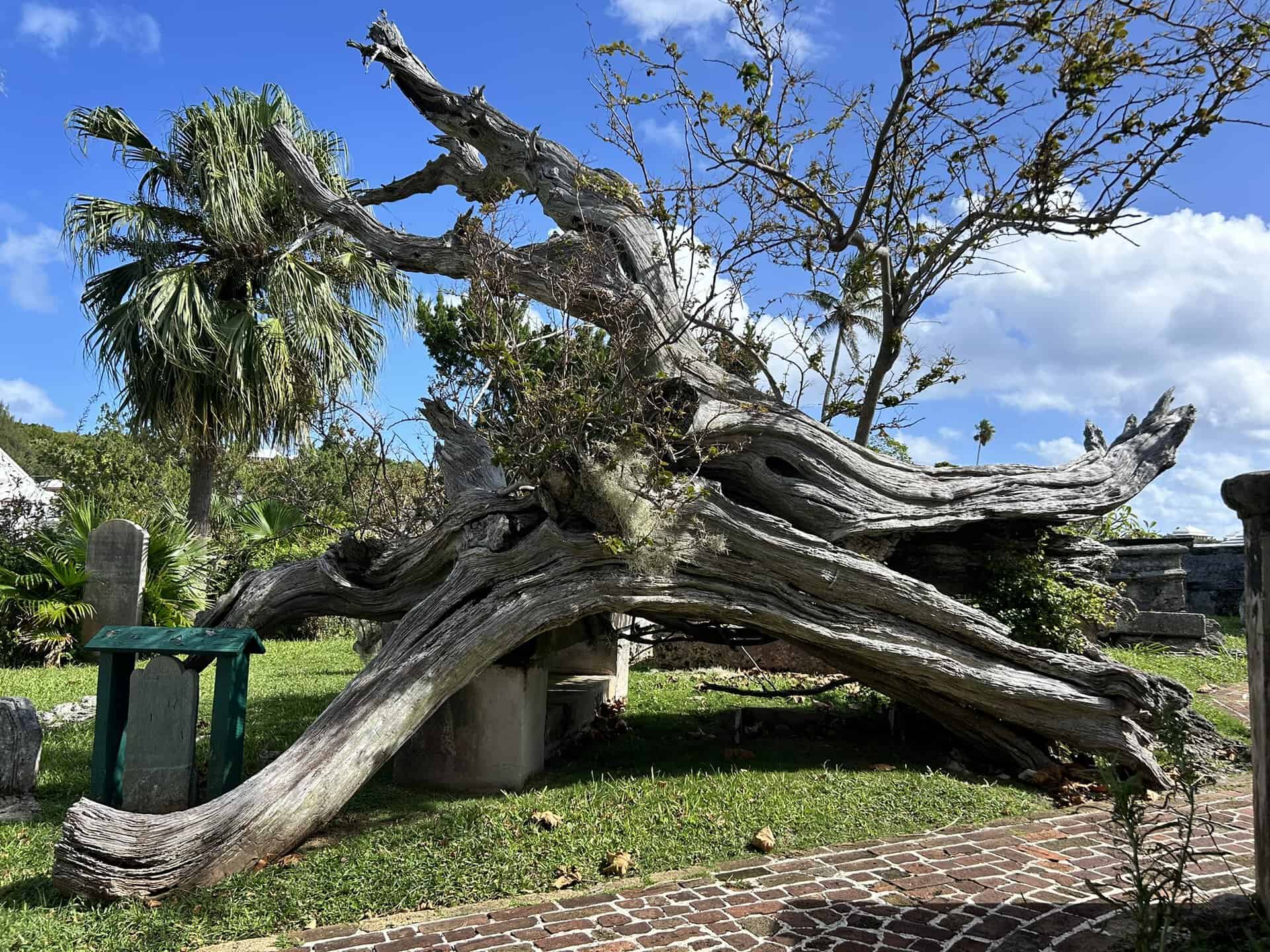 Bermuda Cedar: The Tree That Built an Island — and Nearly Disappeared